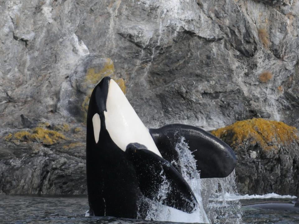 A Southern Resident killer whales breaches the water, in front of a rocky surface.