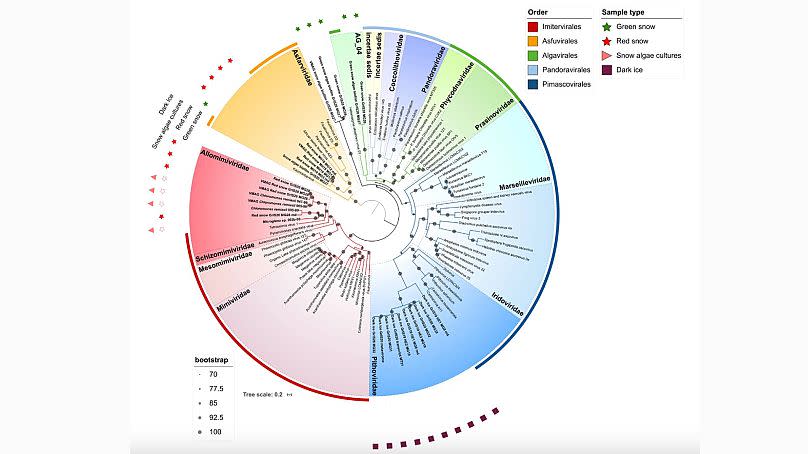 Maximum-likelihood phylogenetic tree of the NCLDV (giant virus) core gene DNA polymerase (PolB).