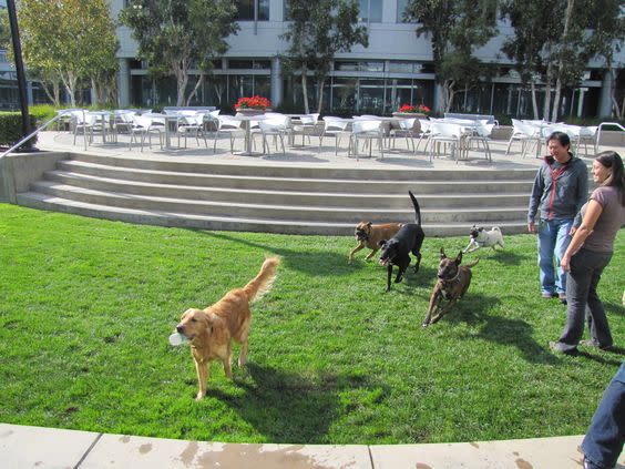 輝達的快樂狗狗在草地中散步。（圖／IG：NVIDIA）
