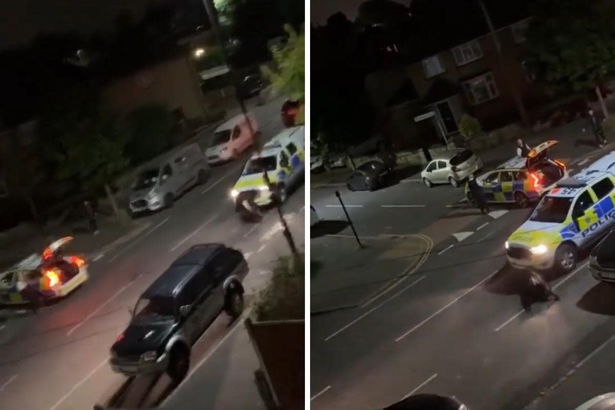 Video shows police car smack into cow walking through Surrey street <i>(Image: @UB1UB2 on X)</i>