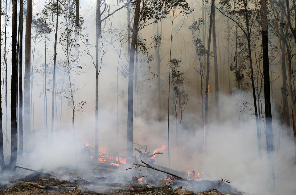 In this Jan. 12, 2020, file photo, flames from a controlled fire burn around trees as firefighters work at building a containment line at a wildfire near Bodalla, Australia. Although there have been no major impacts on drinking water yet from the intense wildfires, authorities know from experience that the risks will be elevated for years while the damaged catchment areas, including pine and eucalyptus forests, recover. (AP Photo/Rick Rycroft, File)