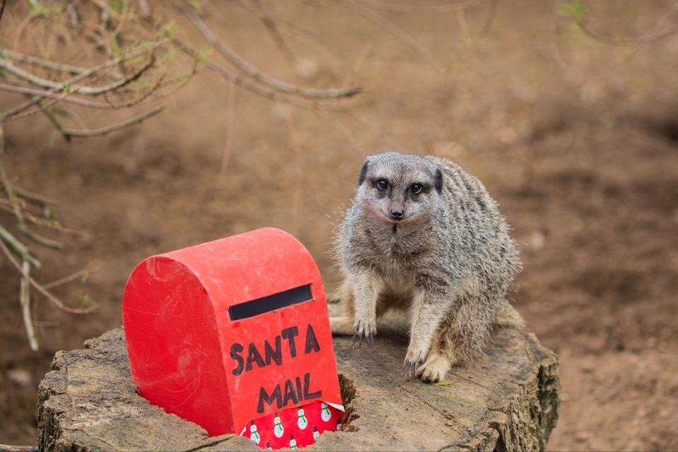 <p>Crickets were hidden inside miniature postboxes for the meerkats</p>PA