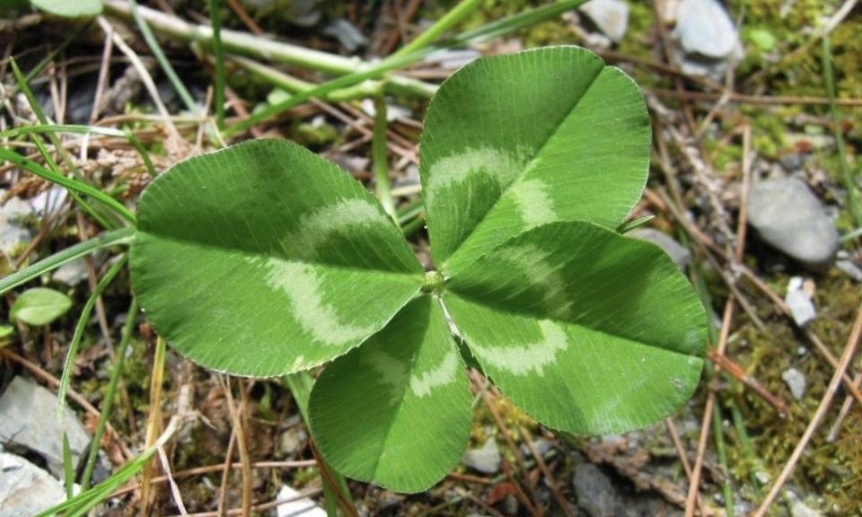 李利國》愛爾蘭國花 象徵幸福的白花三葉草