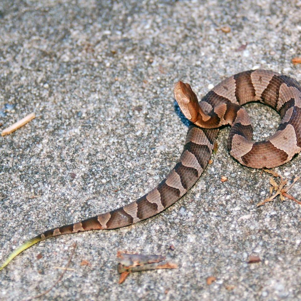 Juvenile copperhead. Note the yellow-tipped tail. Jodie Owen/Courtesy of the NC Wildlife Resources Commission.