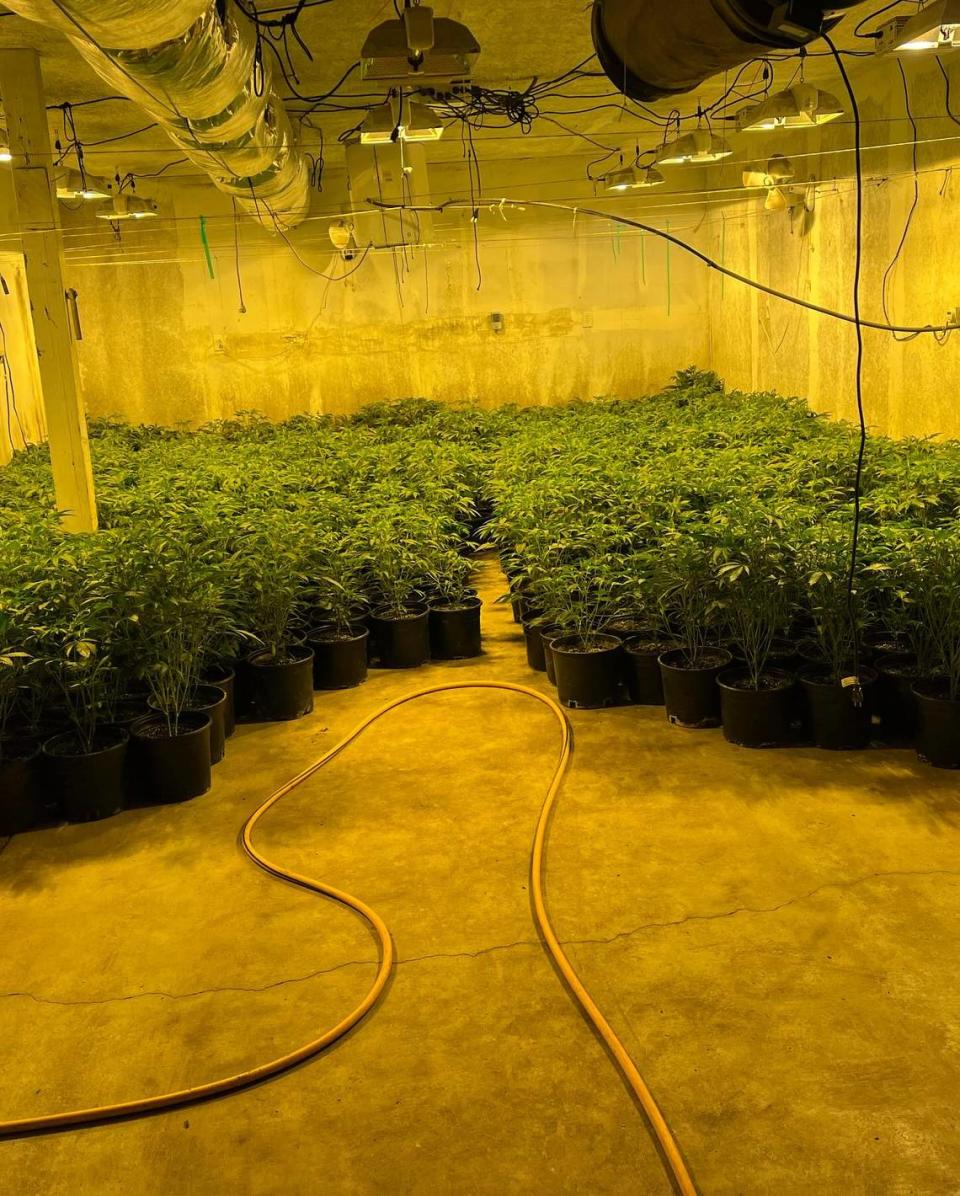 About 1,000 marijuana plants were discovered by Stanislaus County sheriff’s deputies in Denair on Thursday, Dec. 21, 2023.