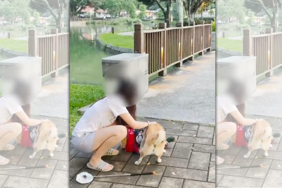 一名網友在社群平台Dcard上發文指出，某柴犬於公園內咬死一隻綠頭鴨。（翻攝自Dcard）