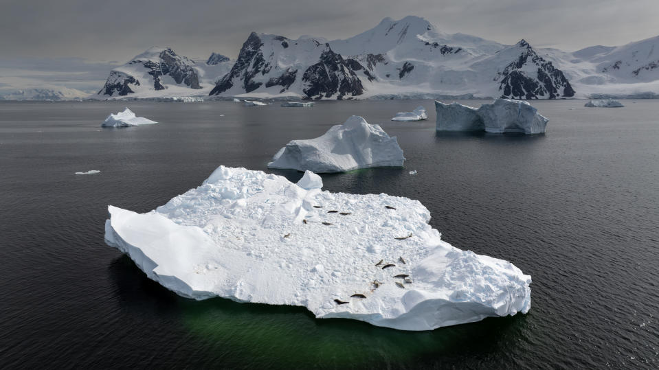 ANTARCTICA - APRIL 11: An aerial view of seals resting on an ice mass as Turkish scientists conduct a protection for the southern polar creatures, which are heavily affected by the consequences of global climate change, with the rules and observations they apply in their work in Antarctica on April 11, 2024. (Photo by Sebnem Coskun/Anadolu via Getty Images)