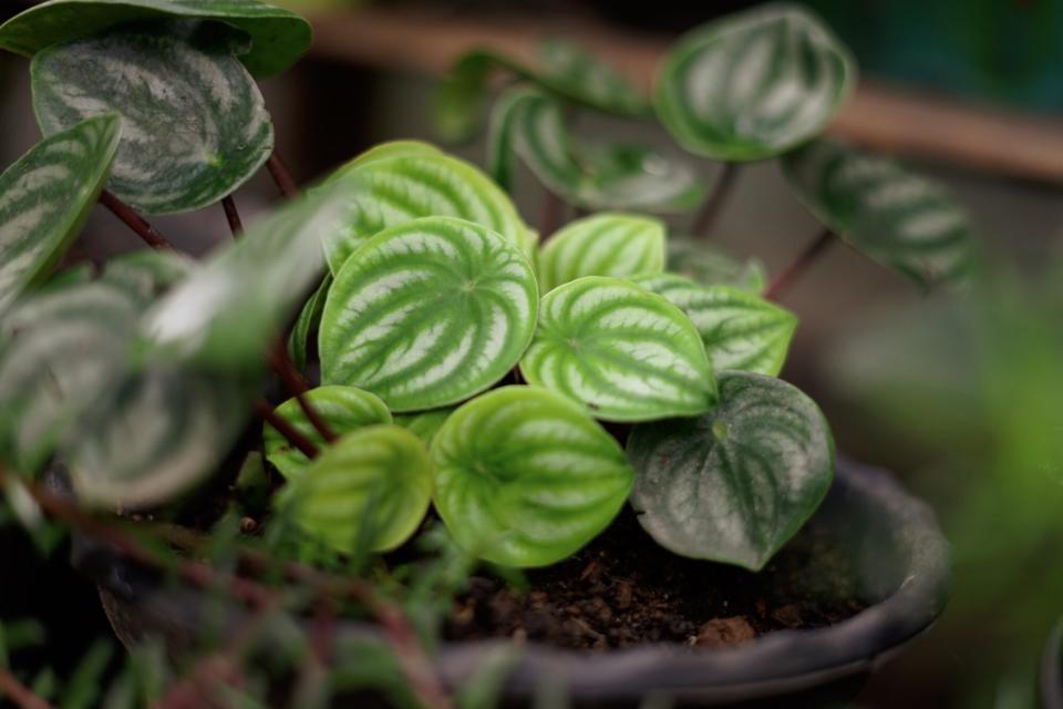 Peperomia