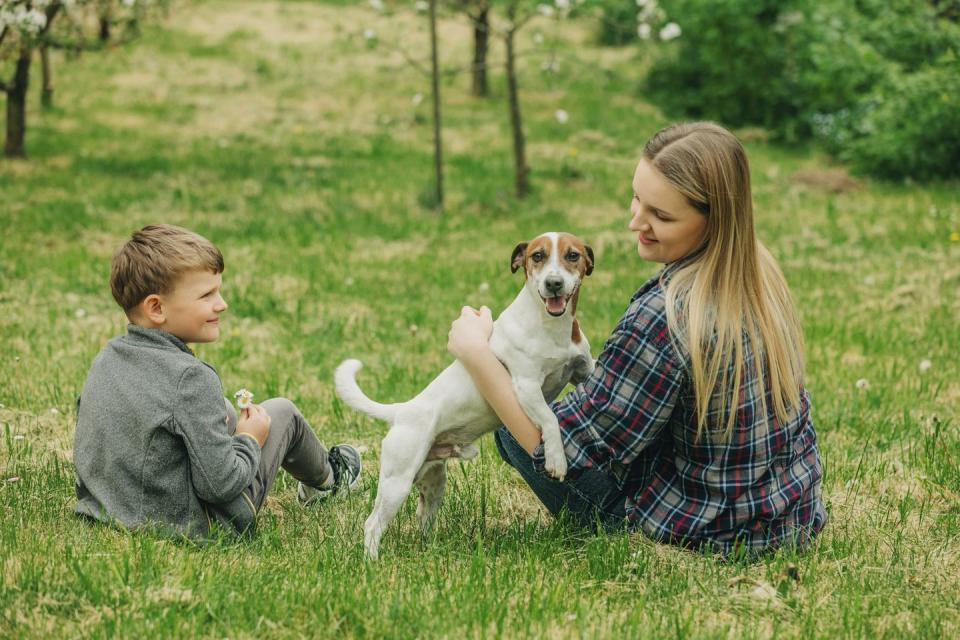 loyal dog breeds jack russell