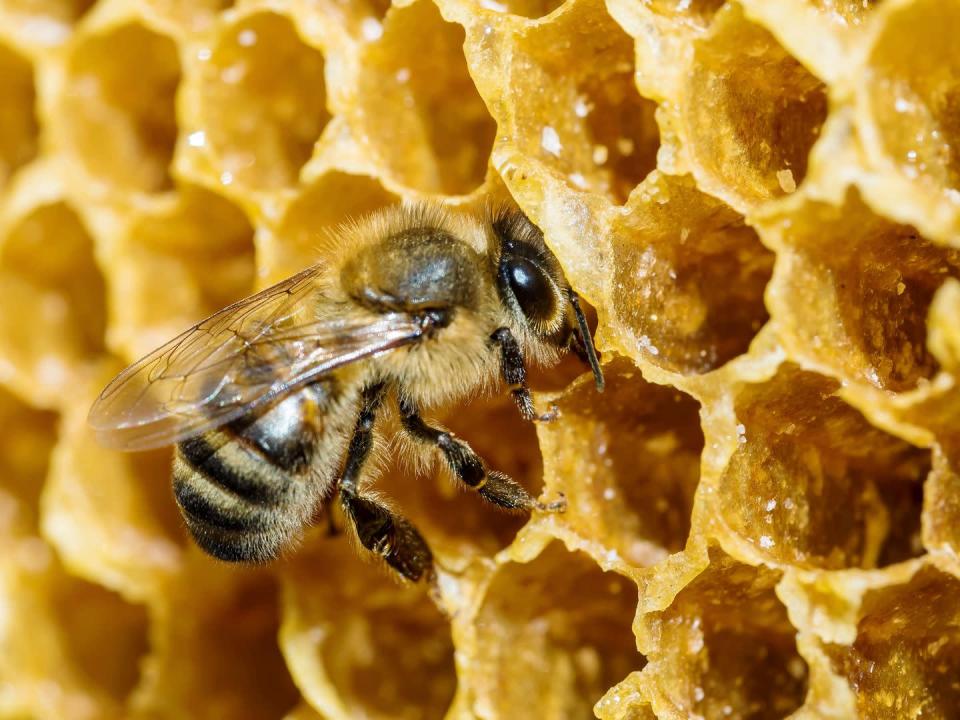 <p><strong>Honey Bee </strong></p><p>Vermont picked the two most popular bugs as their faves, the honey bee is the official state insect and the monarch is their state butterfly. <br></p>