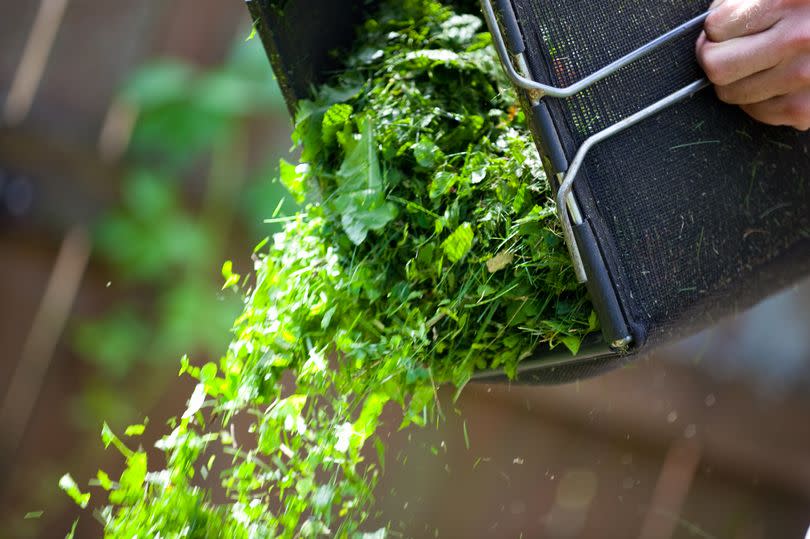 Cut grass being poured from a bag