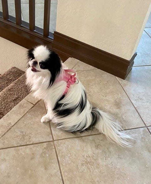 The Garons' other house pet, Charlotte, a 4-year-old Japanese Chin, poses for a photo.