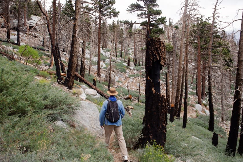 Palm Springs, CA - August 10: Chad Hanson, ecologist and president of the John Muir Project examines the burn scar region of the San Jacinto Mountains on Tuesday, Aug. 10, 2021, in Palm Springs, CA. (Madeleine Hordinski / Los Angeles Times)