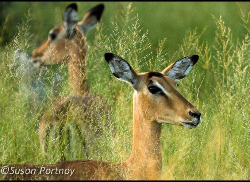 Impalas are everywhere in Botswana, or at least everywhere I went. Their delicate frames and big doe eyes were always a welcome site.         © Susan Portnoy   Vurumba Plains, Botswana