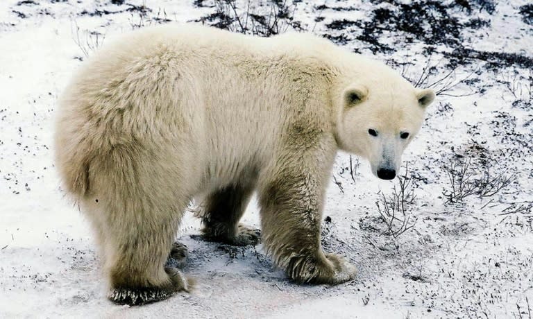 The rising temperatures led to Arctic sea ice shrinking to approximately 3.92 million square miles -- the smallest area ever recorded