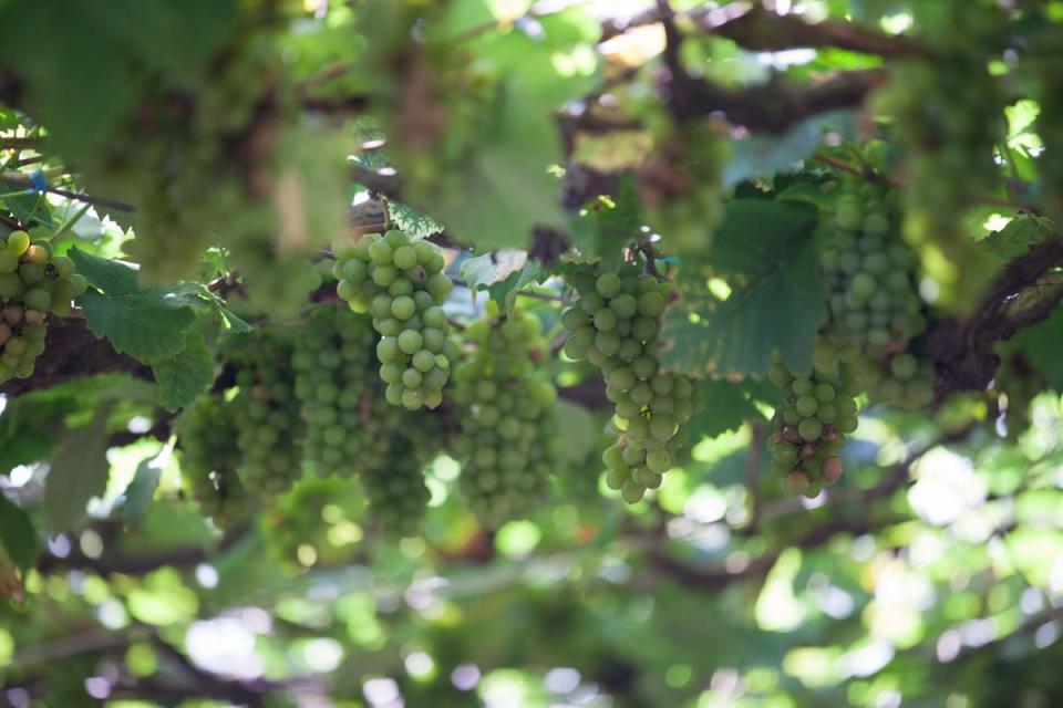 樹生酒莊裡拿來釀製「埔桃酒」的金香葡萄。（格蘭菲迪提供）
