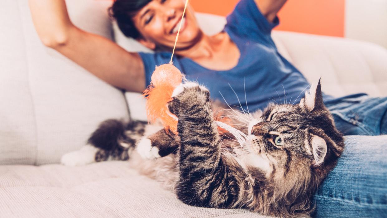  Cat playing with woman on couch. 