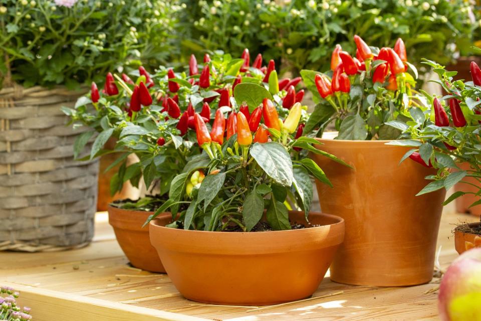 fall flowers for pots and containers ornamental peppers