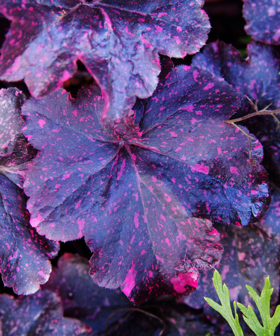 Heuchera 'Midnight Rose'