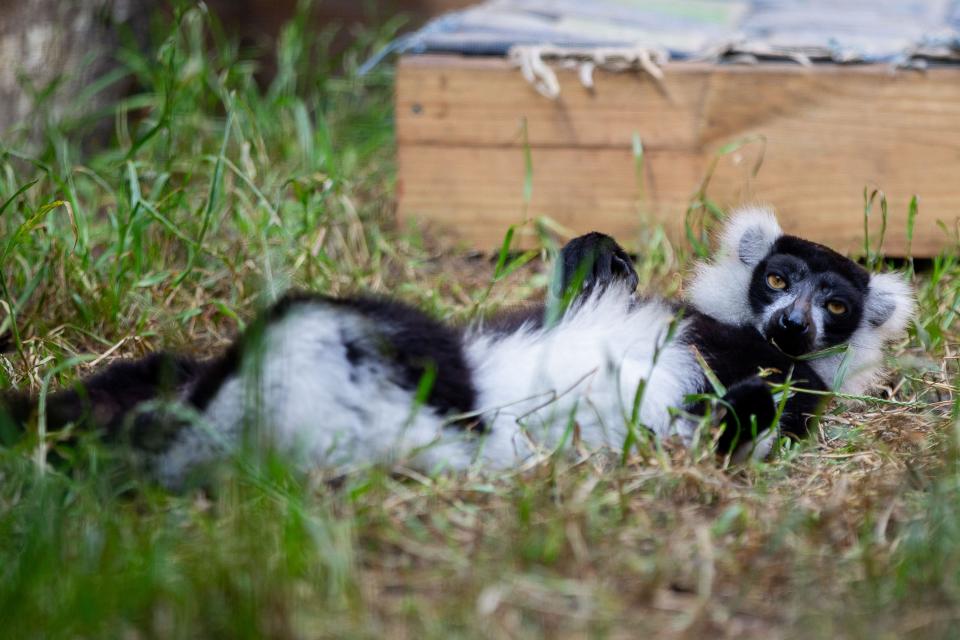 Two black-and-white ruffed lemurs spend morning playing and grooming themselves at the North Florida Wildlife Center on Wednesday, May 8, 2024.