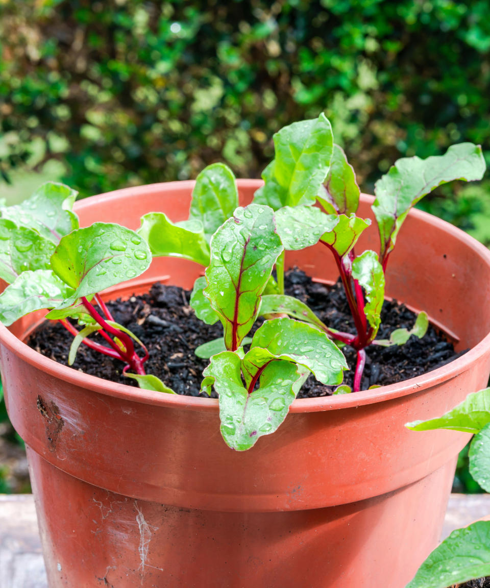 beetroot seedlings growing in a large container in early summer