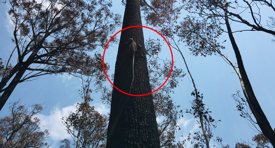 A red circle highlights a joey up a tree in East Gippsland.