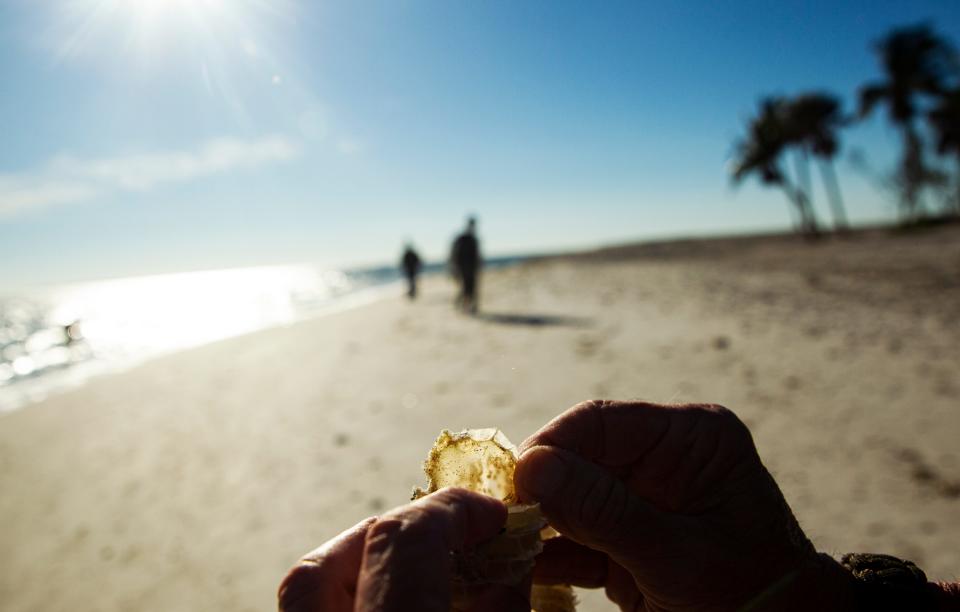 A lightning whelk egg casing is displayed at the Sanibel Lighthouse during a shelling excursion with Jose H. Leal, Ph.D. Science Director & Curator of the Bailey-Matthews National Shell Museum & Aquarium.