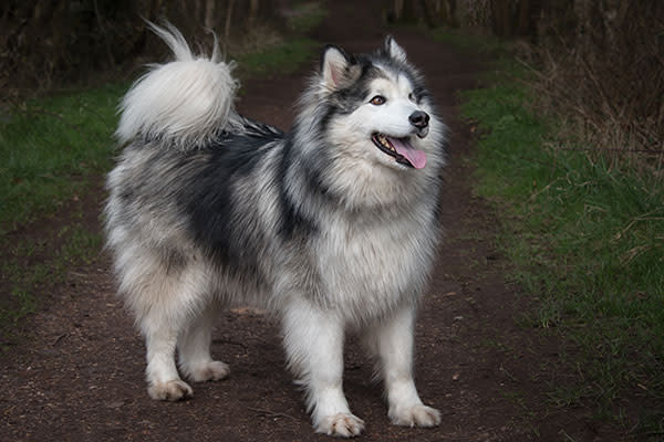 Malamute de Alaska