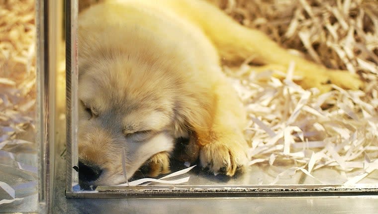NY Pet Stores Can’t Sell Dogs From 2024