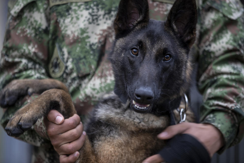 A handler holds his Belgian Shepherd, named Sargen, at a Colombian Army training facility for military working dogs to serve alongside troops in various capacities in Bogota, Colombia, Wednesday, June 21, 2023. (AP Photo/Ivan Valencia)