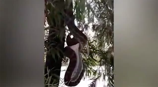 The snake ate the possum whole. Source: Facebook / Brisbane Snake Catchers