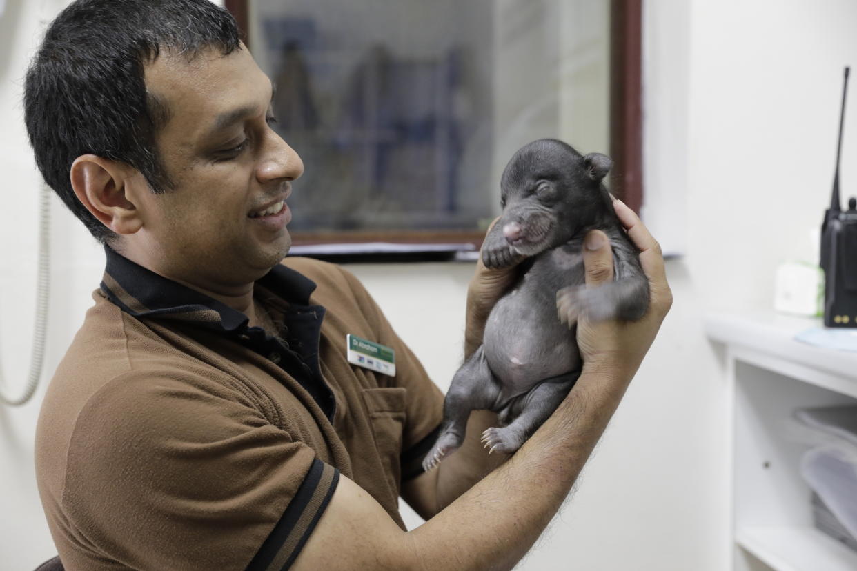 Dr Abraham Mathew, Assistant Director, Veterinary Services, Wildlife Reserves Singapore, holds one of Night Safari’s twin Sloth Bear cubs at a month old. (PHOTO: Wildlife Reserves Singapore)