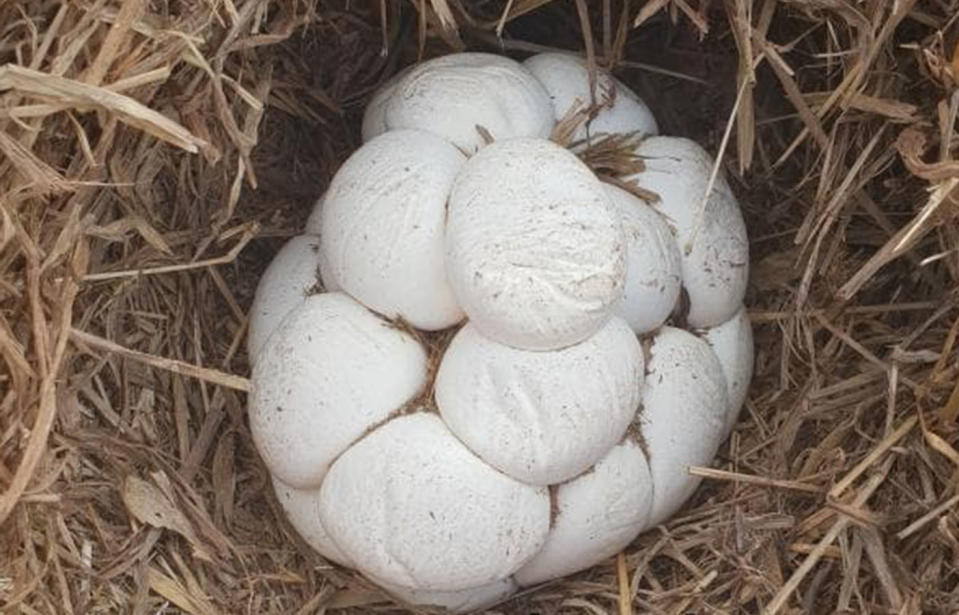 The eggs were taken for incubation while the mother python was released into the wild. Source: Snake Catchers Brisbane, Ipswich, Logan & Gold Coast / Facebook