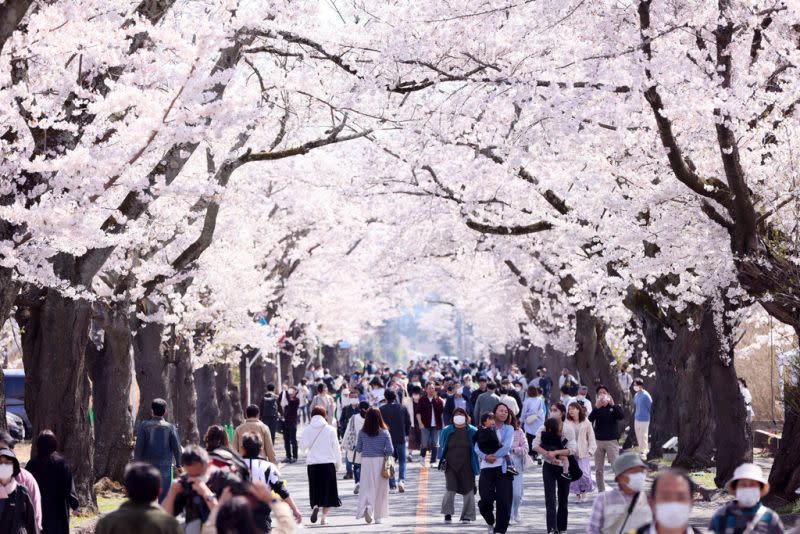 ▲日本境內出現大量的國際旅客到訪，近期又碰上櫻花季，許多知名景點更是人擠人。（示意圖／美聯社／達志影像）