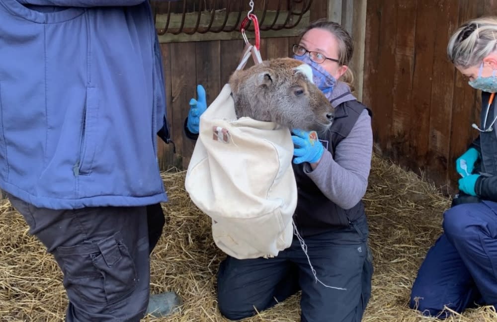 Calf being weighed