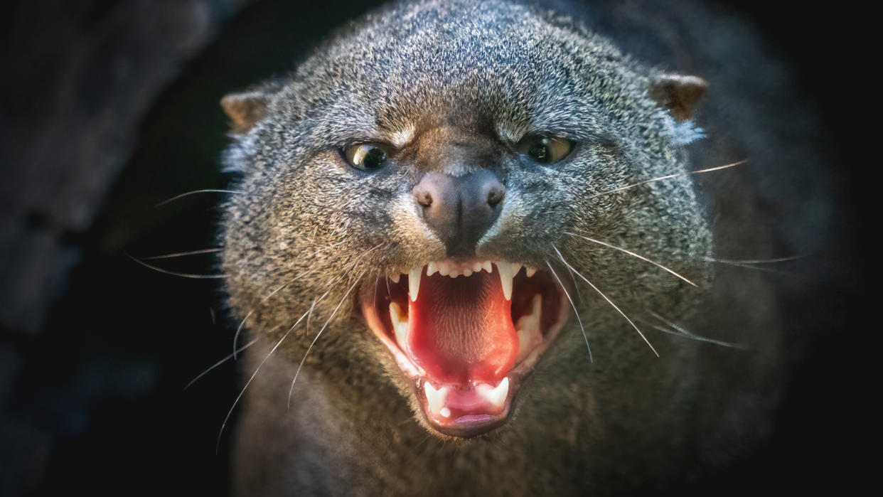  Angry Jaguarundi showing teeth (Herpailurus yagouaroundi). 