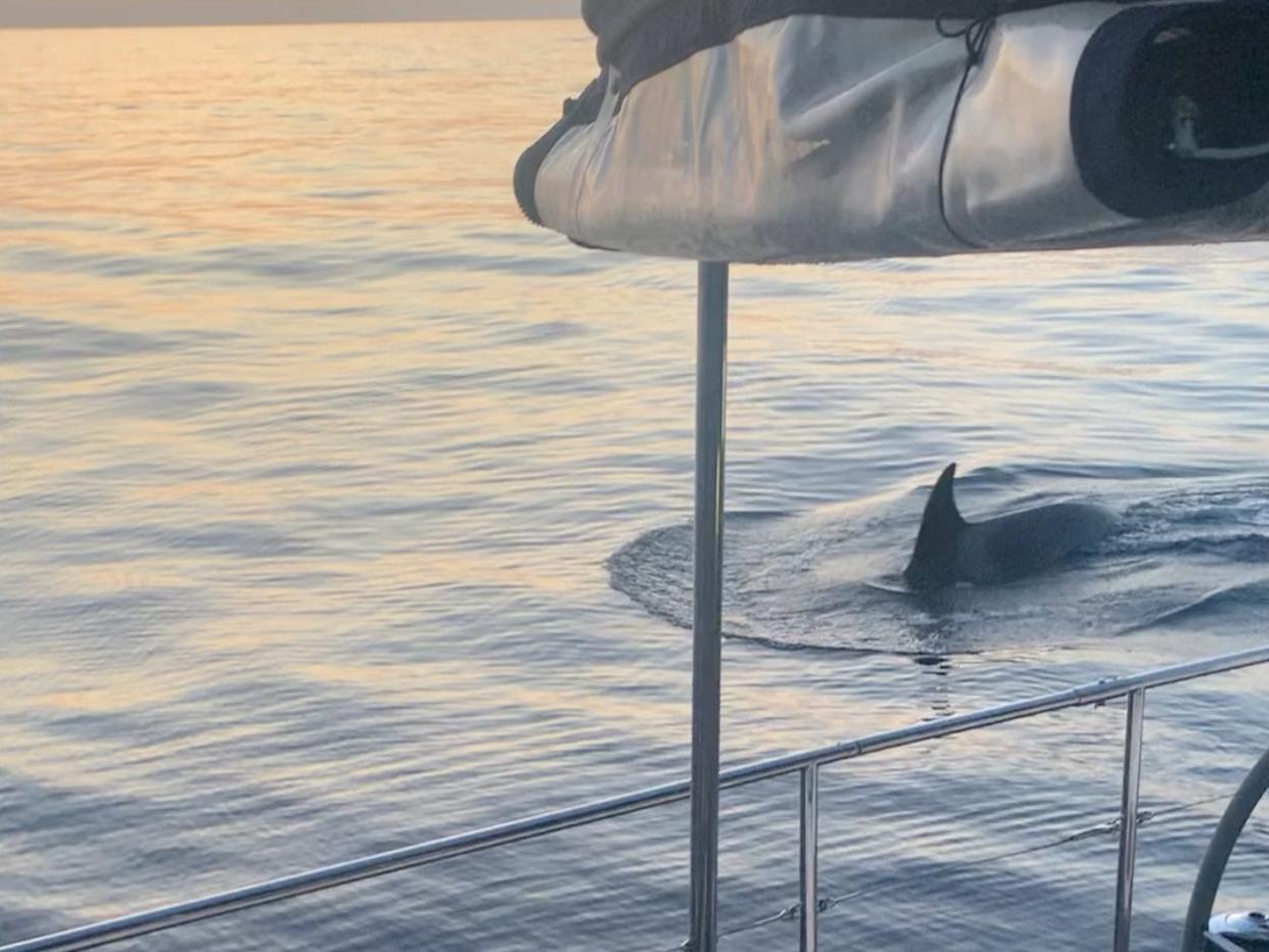 A whale swims next to a boat in the Strait of Gibraltar, Spain May 24, 2023, in this still image obtained from a social media video/