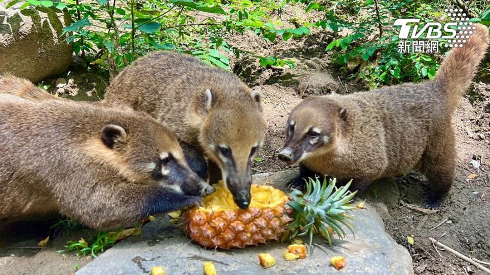 可愛動物享用當季鳳梨好滋味(高市觀光局提供)