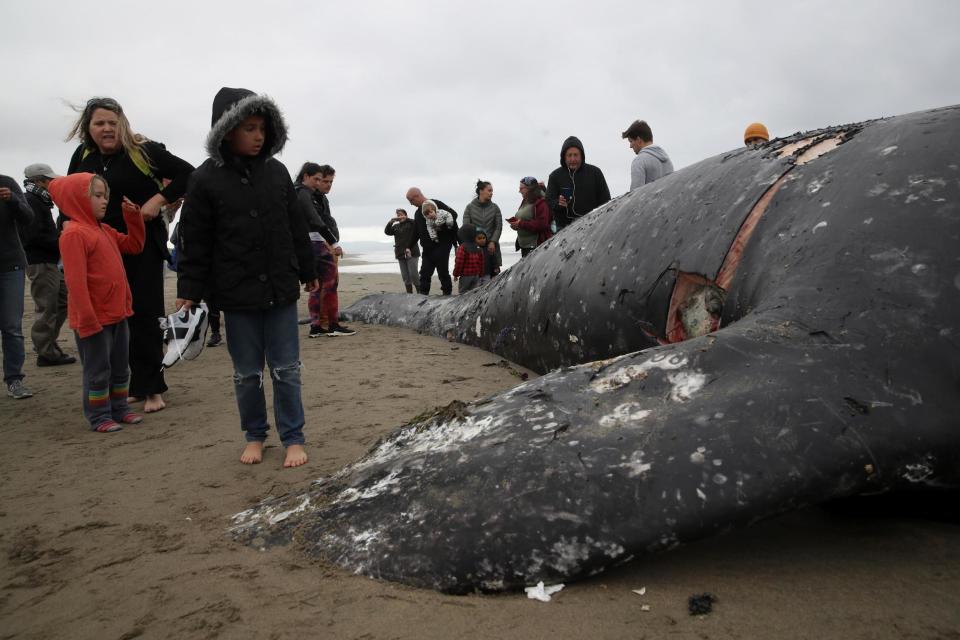 A dead grey whale washed ashore in San Francisco on Monday, the ninth dead whale found in the Bay Area in the last two months.The Marine Mammal Centre confirmed to NBC Bay Area that it performed a necropsy, or animal autopsy, on the whale on Tuesday. The necropsy showed that the whale died from blunt force trauma, likely from striking a ship. The Marine Mammal Centre's research shows that three of the whales it’s found have died as a result of ship strikes, with the most recent whale likely included. Four others died from malnutrition. The cause of death of the eighth whale washed ashore in the Bay Area is unknown. Dr Pádraig J Duignan, the chief research pathologist at the Marine Mammal Centre, led the research team during Tuesday’s necropsy. He told CBS that the number of whales dying from malnutrition is due to a lack of food in the Arctic, leaving whales migrating during the fall in bad shape. “Fifty per cent of the population was judged to be below normal body condition,” Dr Duignan said, explaining that the malnourishment continued from fall into winter. “That’s a lot of time and a lot of energy without any additional food.”The first two grey whales found dead this year were calves, who are less adept at surviving with little to eat. Last year, more whales died from being struck by ships off the coast of California than ever before since the National Marine Fisheries Service began tracking ship strikes in 1982. A local news station says the San Francisco Bay Area normally sees only 1-2 dead whales per year, making this year’s number of deaths alarming. "The death of nine grey whales in the San Francisco Bay Area this year is a cause for serious concern and reinforces the need to continue to perform and share the results of these type of investigations with key decision-makers," Dr Padraig Duignan, Chief Research Pathologist at The Marine Mammal Centre, said in a statement. "We are committed to partnering with organisations and individuals to find long-term environmental solutions to prevent these deaths in the future."