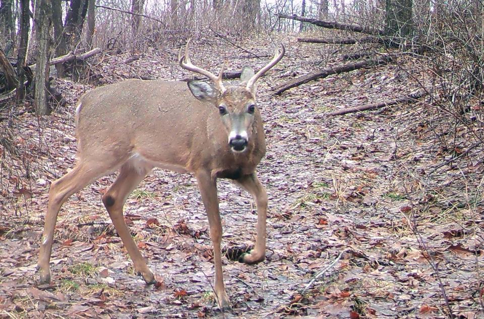 A buck walks near a trail camera Jan. 28 in Somerset County. The Pennyslvania Game Commission reports hunters shot more than 430,00 deer in the 2023-24 hunting seasons that ended in January.