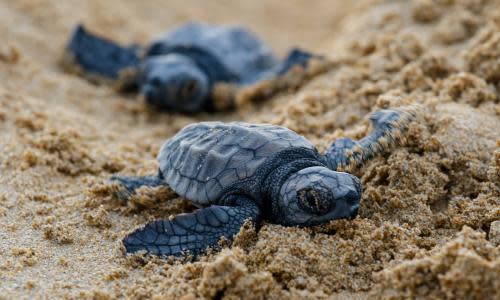 Baby turtles