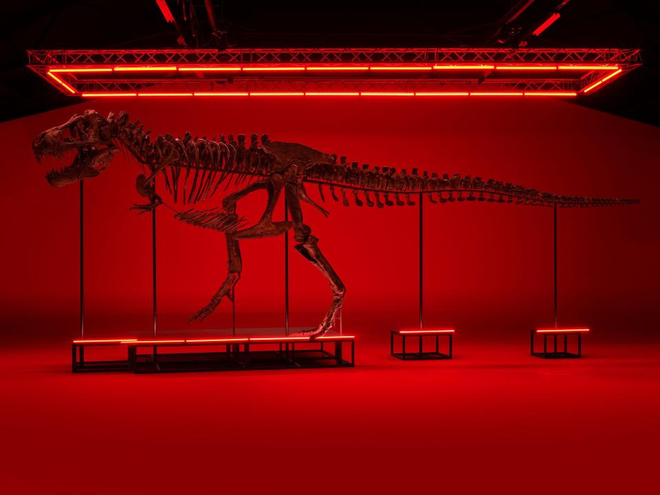 A handout photo made available on March 11, 2023 by the Koller Auction house shows a Tyrannosaurus rex skeleton dating back 67 million years which will be auctioned in Switzerland on April 18, 2023.