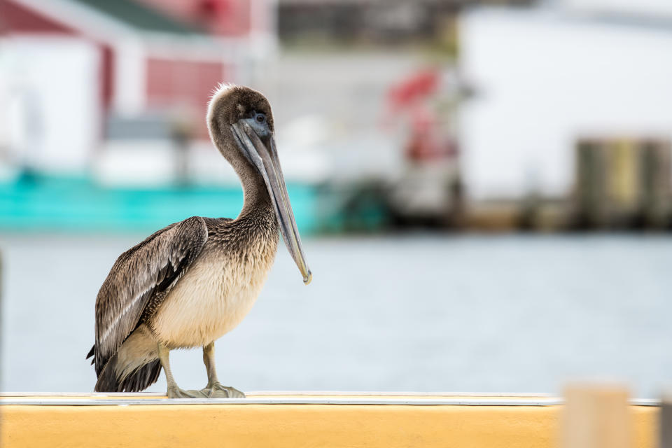 Pelicans are an extremely rare sight in Nova Scotia, and there were no confirmed sightings in Cape Breton until after Hurricane Dorian. (Steven McGrath)