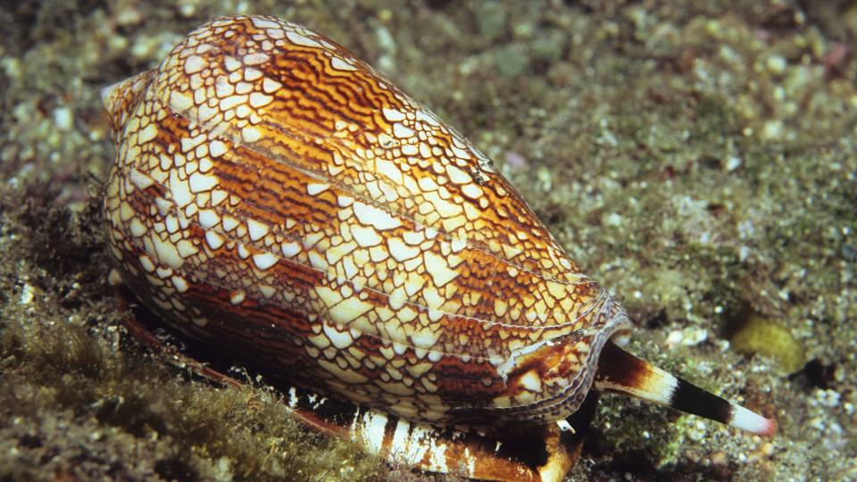 a cone snail on rocks