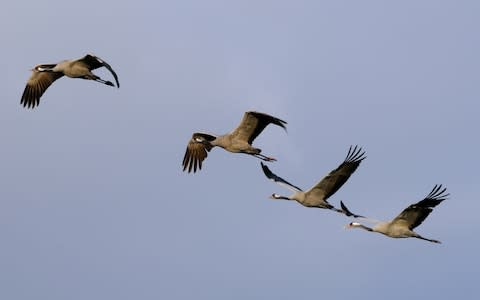 Wildlife experts began a structured programme to improve the existing habitat and hand-rear bird - Credit: Nick Upton/RSPB