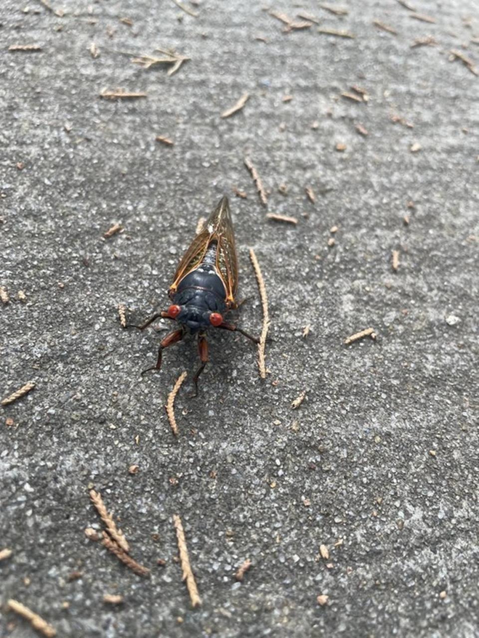 A periodical cicada from Brood XIX found outside Gross Hall on the Duke University Campus May 8, 2024. Researchers say cicadas pee in a jet stream, unlike other insects that tend to dribble their urine.