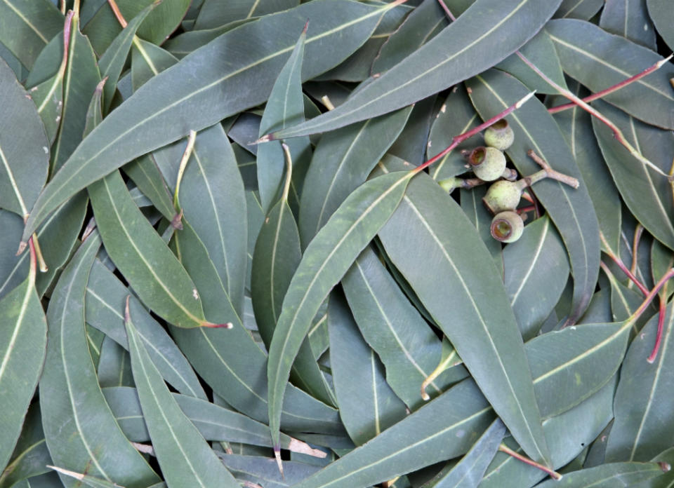 <body> <p>Eucalyptus oil has antiviral and antibacterial properties. Team it up with tea tree oil in a bottle of water to make a cleaning spray for your <a rel="nofollow noopener" href=" http://www.bobvila.com/how-to-remove-soap-scum/48495-8-unusual-tips-for-your-cleanest-bathroom-ever/slideshows#.VR7pkDvF-Sc?bv=yahoo" target="_blank" data-ylk="slk:bathroom;elm:context_link;itc:0;sec:content-canvas" class="link ">bathroom</a>—five or six drops of each will do the trick. Then use it to wipe down your shower, sink, and counters for fresh, clean surfaces every day.</p> <p><strong>Related: <a rel="nofollow noopener" href=" http://www.bobvila.com/spring-cleaning/41401-how-to-clean-everything/slideshows#.VR7pWzvF-Sc?bv=yahoo" target="_blank" data-ylk="slk:How to Clean EVERYTHING;elm:context_link;itc:0;sec:content-canvas" class="link ">How to Clean EVERYTHING</a> </strong> </p> </body>