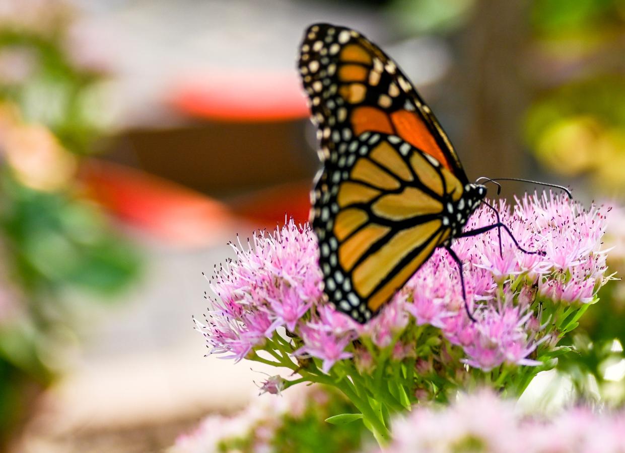 Beech Creek Botanical Garden and Nature Preserve is preparing for its busiest season.