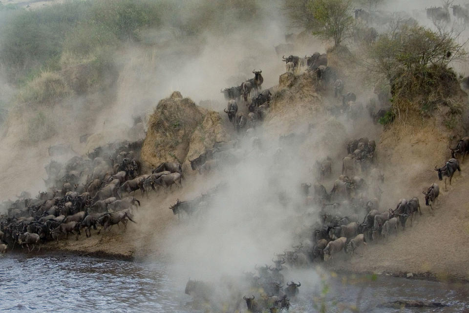 Herding home: Wildebeest photographed in mass migration