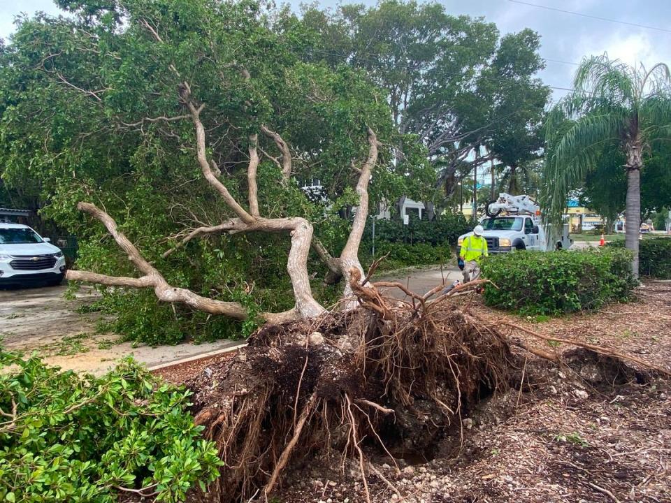 A Monroe County Public Works employee works on clearing a downed tree on Atlantic Boulevard in Key Largo Thursday, Nov. 16, 2023.